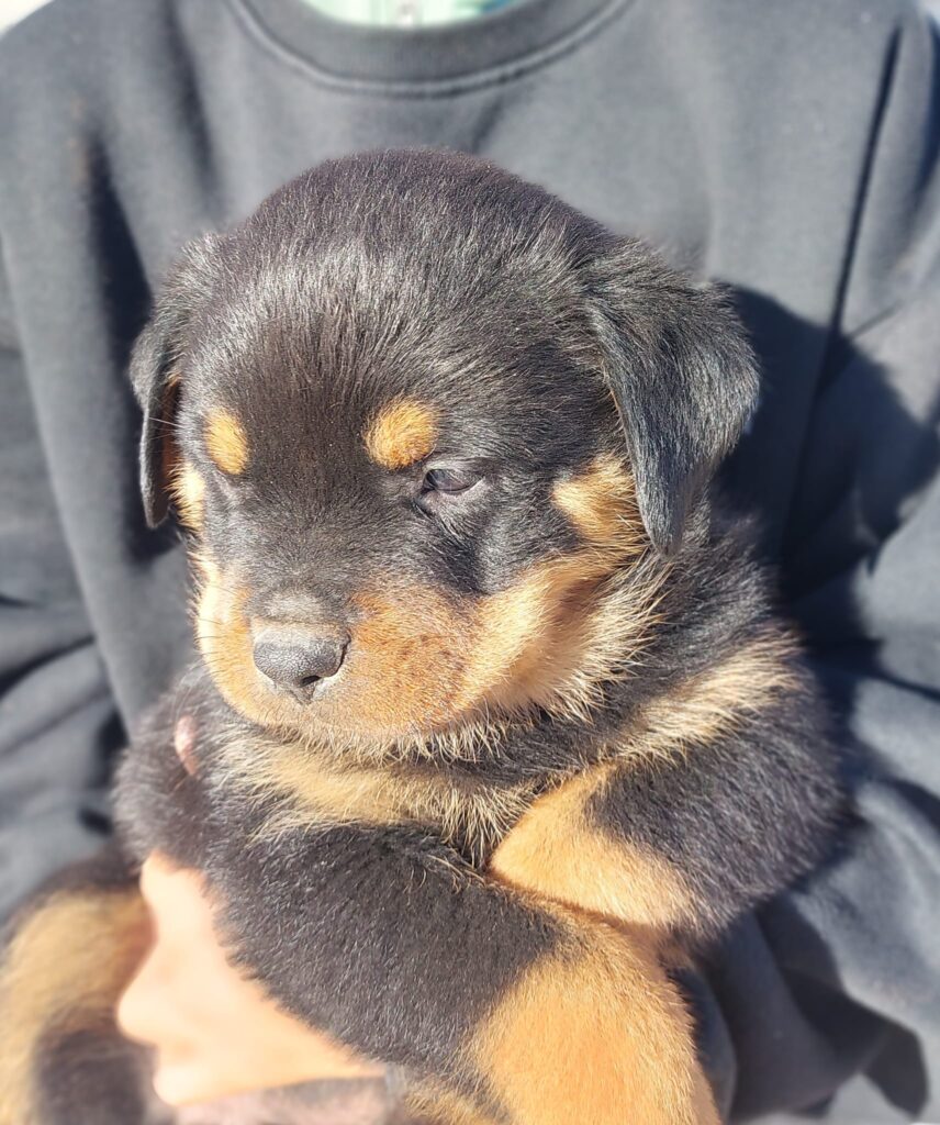 criadero-de-rottweiler-en-espa-a-mirrottweiler